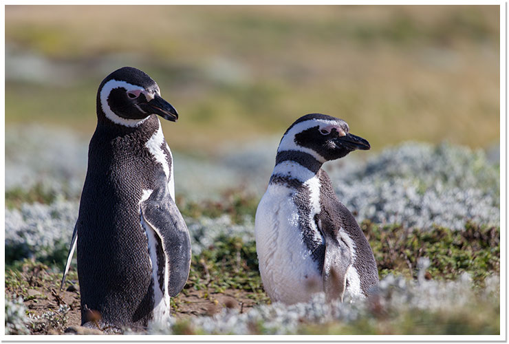 Pingüinos - Otway