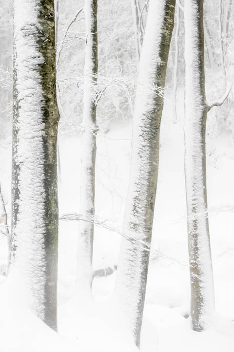 Hayas nevadas en el Montseny